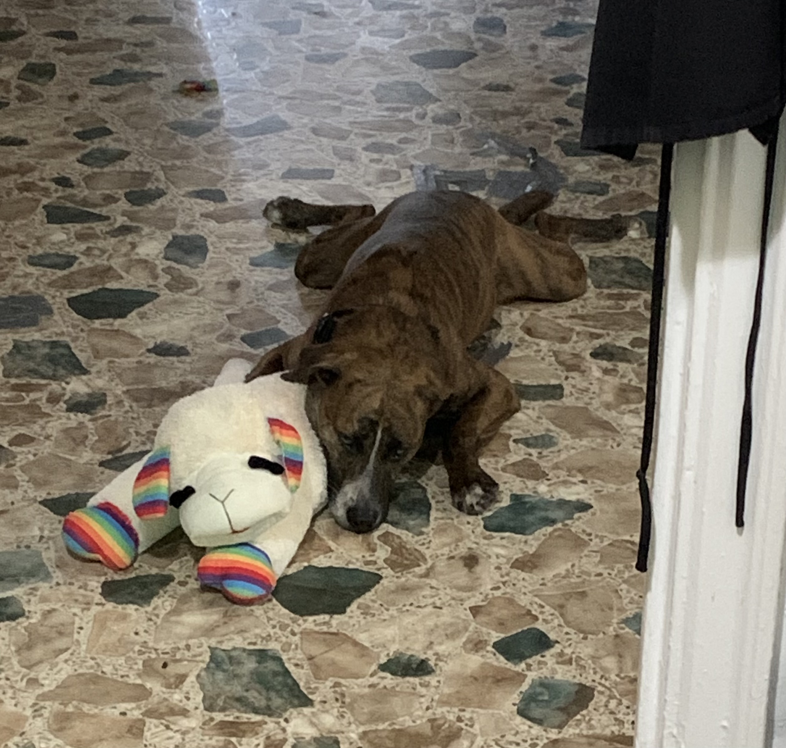 Barlette the dog