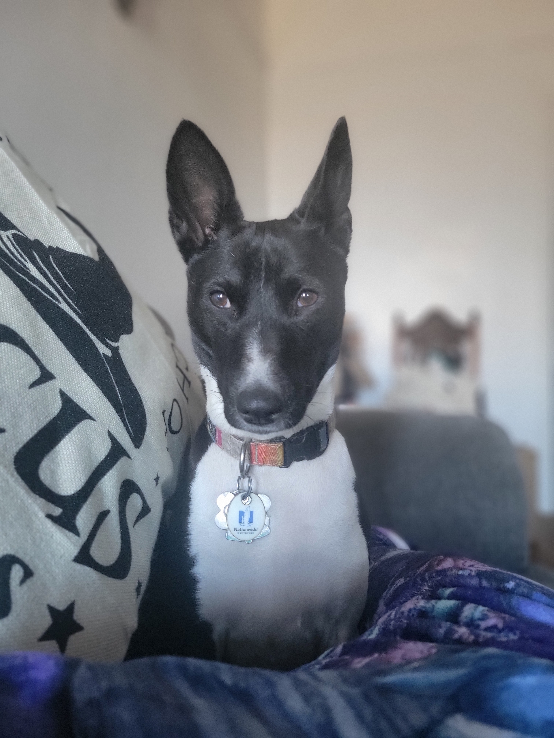 Cairo the dog