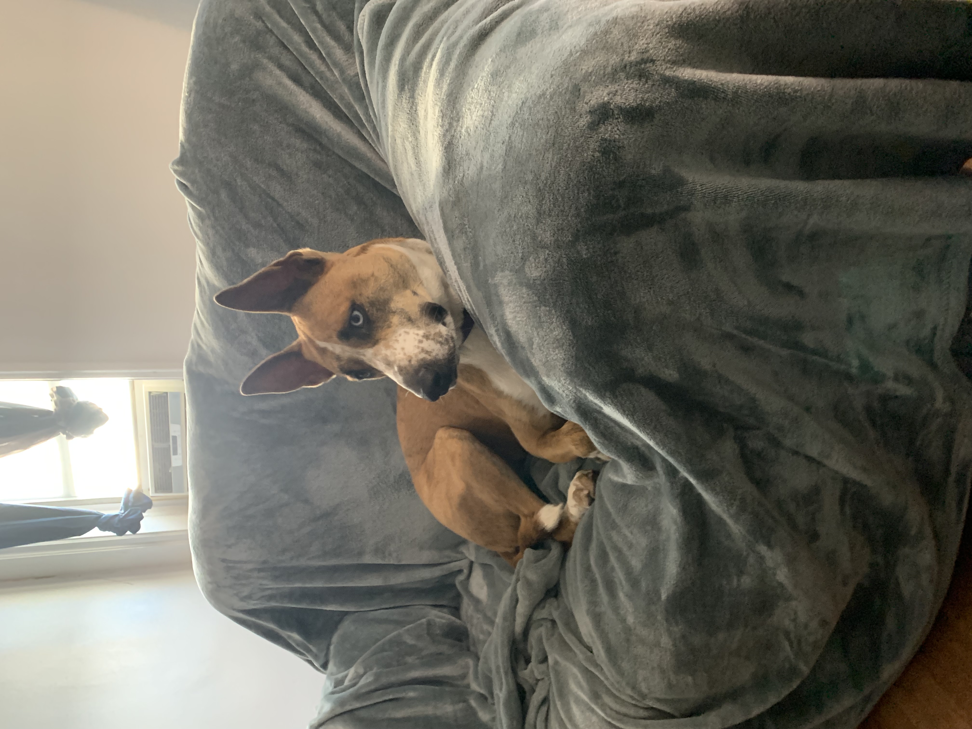 Cleo the dog