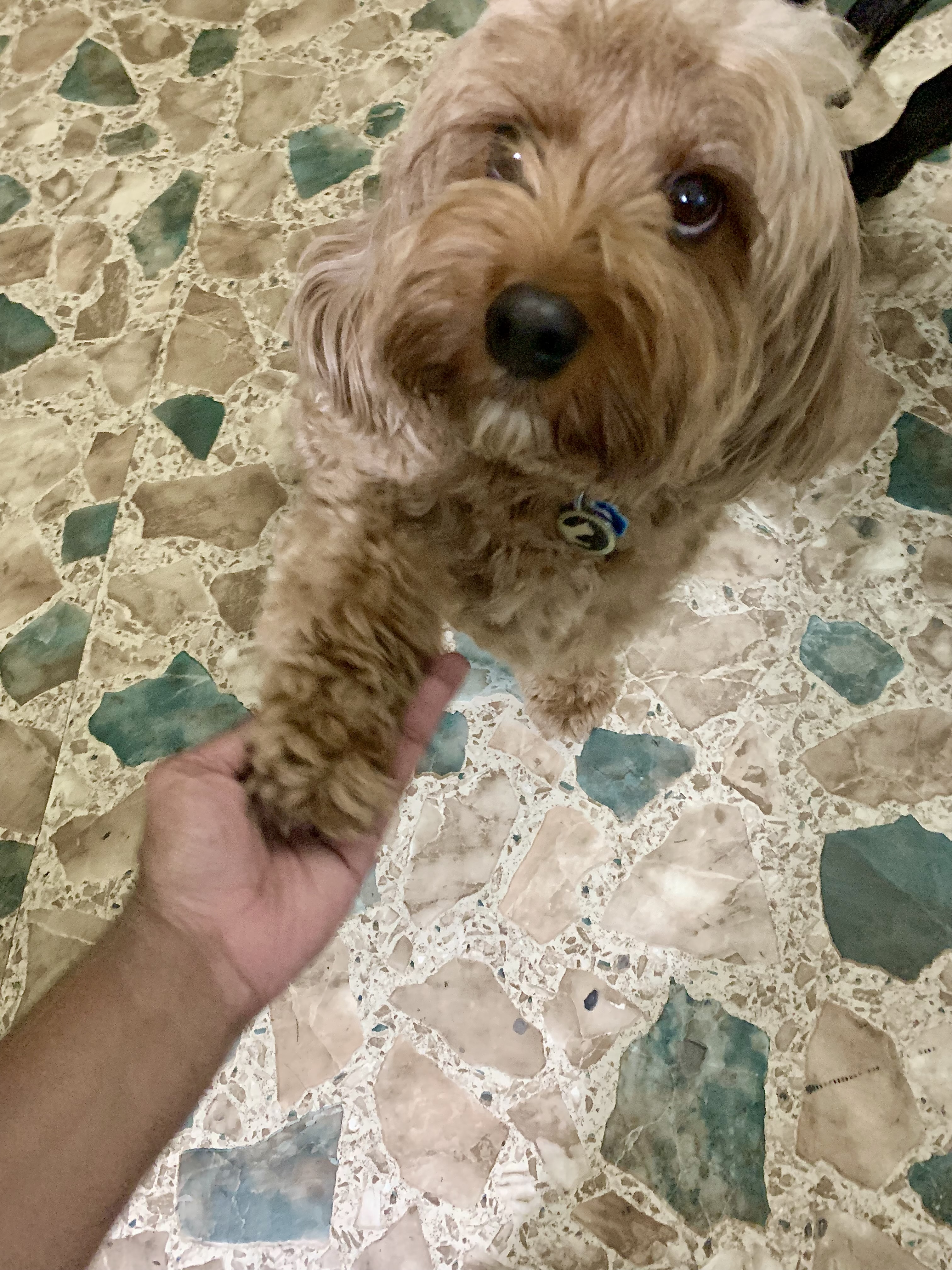 Enelle the dog