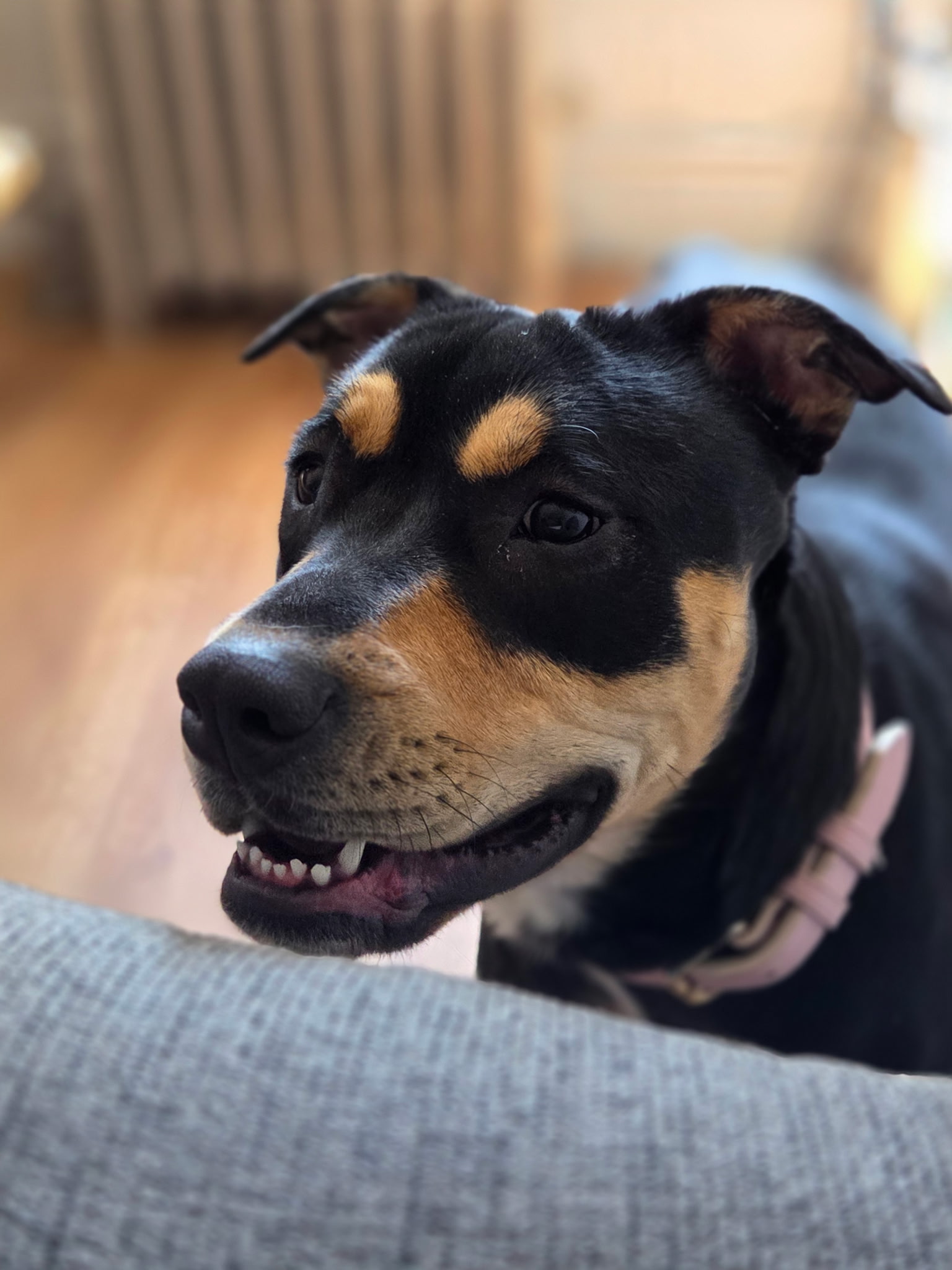 Mavi the dog