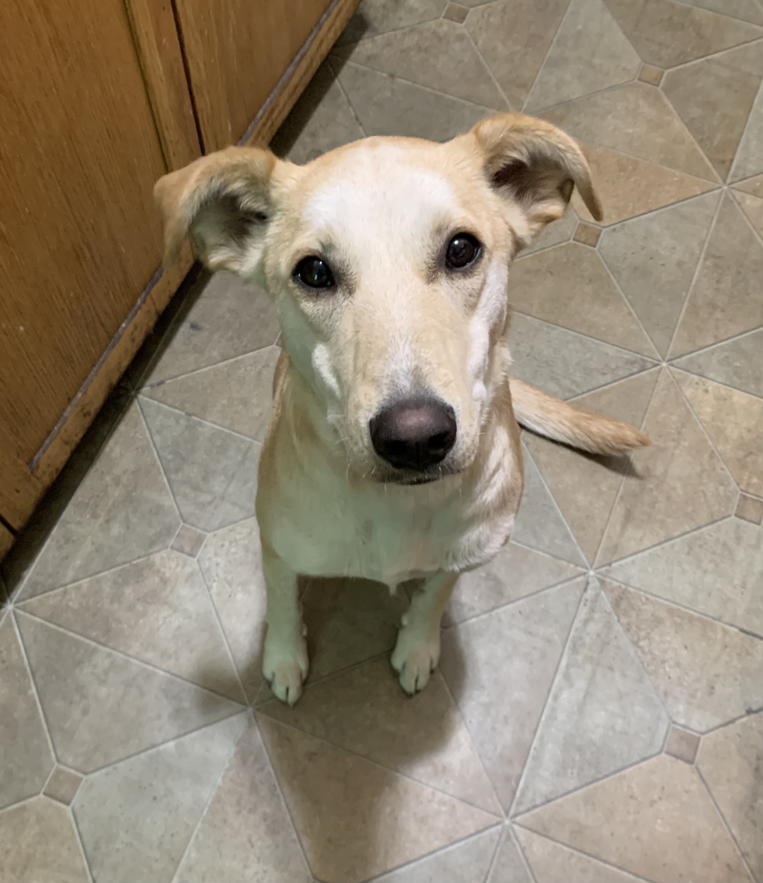 Noodle the dog